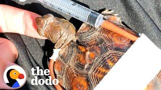 Woman Tapes Little Turtle’s Broken Shell Back Together  The Dodo