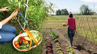 How to harvest vegetable garden gardening garden harvest