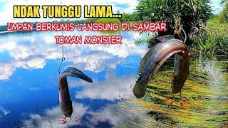 Mancing ikan toman pakai lele  Strike toman monster