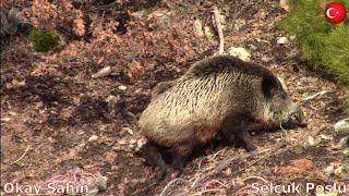 Barak Br99s ile tek atışta vurulan yaban domuzu.Wild boar hunting