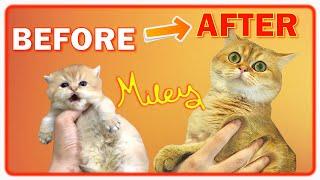 ️ LEARN HOW Cat Miley GROW in 9 Months  British Shorthair Golden Cat  BEFORE & AFTER Compilation