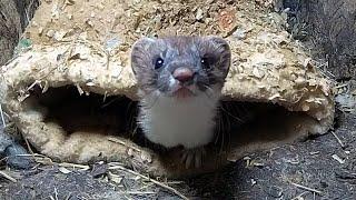 Rescued Stoat Plucks up Courage to Explore  Rescued & Returned to the Wild  Robert E Fuller