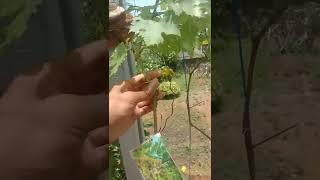 pruning anggur yellow belgie si genjah berbuah besar & indah