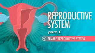 Reproductive System Part 1 - Female Reproductive System Crash Course Anatomy & Physiology #40