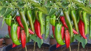 Techniques​To Grow Chillies 100+ chillies per plant