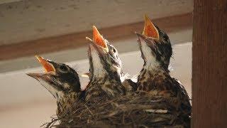 Baby Robins Feeding to First Flight & Leaving Nest HD