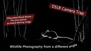 DSLR Camera trap - Silhouetted Wood Mouse The story behind an award winning image