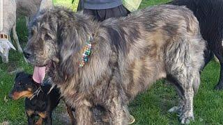 11 years old Illyrian Shepherd Dog guarding his livestock