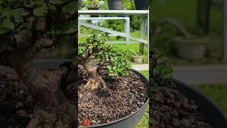 World Bonsai Art