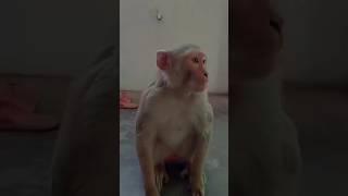 funny monkey।।  #viral #comedy #trending #funnyvideos #funny