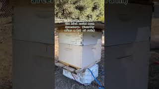 How to do a non-invasive hive inspection