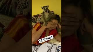 Matias Lemur Toxico