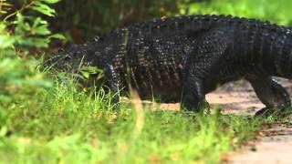 Alligator Walking Into Swamp