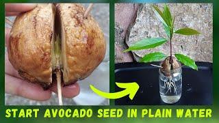 SUPER EASY & FASTEST Way To GROW Avocado Seed In PLAIN WATER  How To Grow Avocado Seed