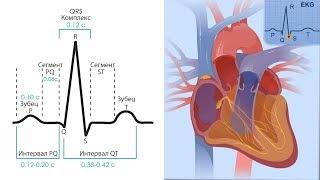Основы ЭКГ за 100 минут  Проводящая Система Сердца  Зубцы интервалы сегменты на ЭКГ