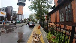 Walking in Zelenogradsk beach Kaliningrad Russia ⁴ᴷ⁶⁰  Зеленоградск Калининград.