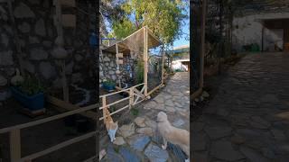 Aviary Birds  Bahçemizdeki Salma Kuş Kafesimiz #shortvideo #trending