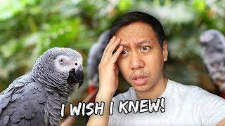 What I Wish I Knew Before Getting My African Grey Parrot  Vlog #881