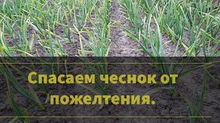 Подкормка чеснока весной - фундамент большого урожая