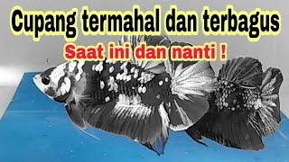 Ikan Cupang Termahal Dan Terbagus Saat ini