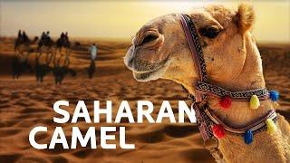 1+ Hour Of Sahara Deserts Remarkable Camels