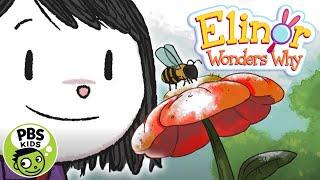 Elinor Wonders Why  Follow that Bee  PBS KIDS
