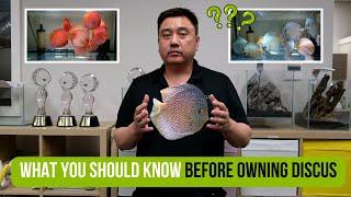 What you should know before owning Discus  A beginners guide to Discus