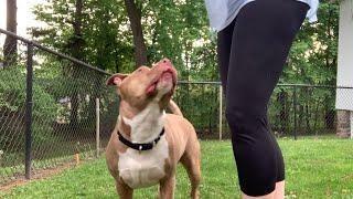 Woman does sweetest thing for dog that lost friend