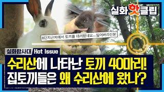 HOT 40 rabbits on Surisan Mountain 실화탐사대 220811