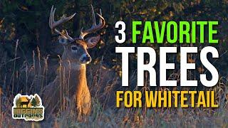 Chasing Giants with Don Higgins - 3 Favorite Trees for whitetail habitat