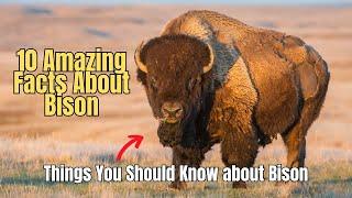  10 Amazing Facts About  Bison History of The American Buffalo   Meet The American Bison