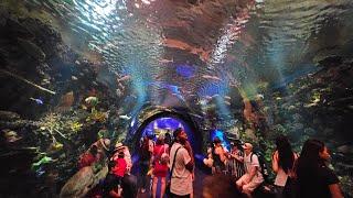 VLOGSharks & Bears  NY Aquarium Chyna Lynch