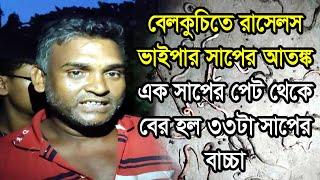 বেলকুচিতে রাসেলস ভাইপার সাপের আতঙ্ক এক সাপের পেট থেকে বের হল ৩৩টা সাপের বাচ্চা 