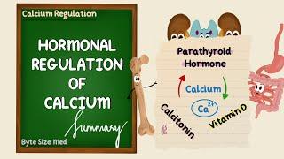Hormonal Regulation of Calcium  Summary  Endocrine Physiology