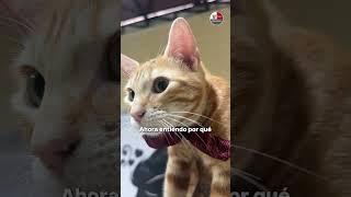 Hola soy Sony el gato del megaoperativo del penal de Ancón I