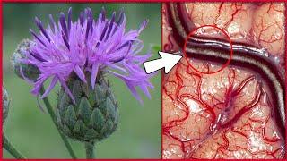 This Herb Healed Ancient People And Todays Generation Doesnt Know Its Benefits