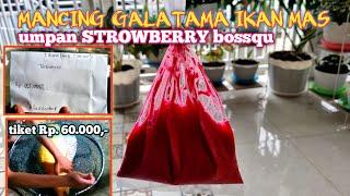 mancing ikan mas di kolam galatama dengan UMPAN STRAWBERRY tiket murah meriah #GP-75