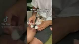 shorts betatiktok videocutest cat clip 2166