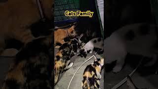 cats Family  #trending #cat #cuteanimal #catlover #cutecat