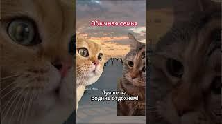 Та самая семья что планирует отпуск #юмор #приколы #мемы #мем #котики