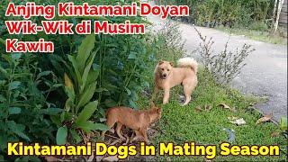 Anjing Kintamani Doyan Wik-Wik di Musim Kawin - Kintamani Dogs in Mating Season