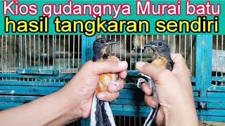 Live di pasar burung Pramuka hari ini review harga burung dipasar Pramukakios Agung dzn bird fm