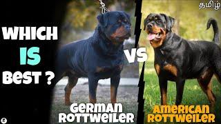 German Rottweiler Vs American Rottweiler  which is best for you?  funny 