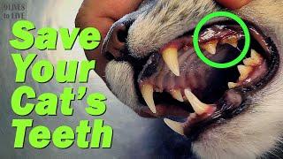 How to Keep Your Cats Teeth Healthy Did I Cause My Cats Tartar?