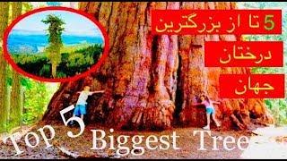 پنج درخت بزرگ جهان Words Top 5 biggest Tree