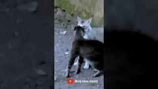 cat fight #shortvideo#shortyoutubevideo