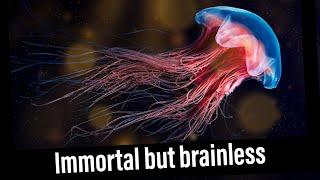 From immortal to brainless weird and Facinating facts about jellyfish