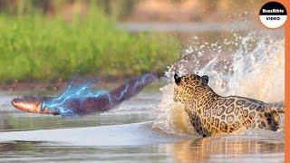 Can A Jaguar Survive 860 Volt Electric Eel Shock