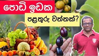 මෙහෙම හිටෙවුවොත් පළතුරු කවදාවත් කඩෙන් ගන්න වෙන්නෙ නැහැ  Fruit Plant in PotsCeylon AgriEpisode 271