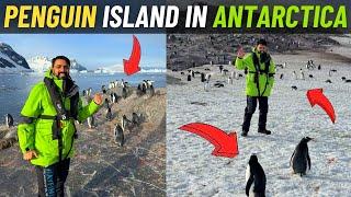 Penguin Island in ANTARCTICA  